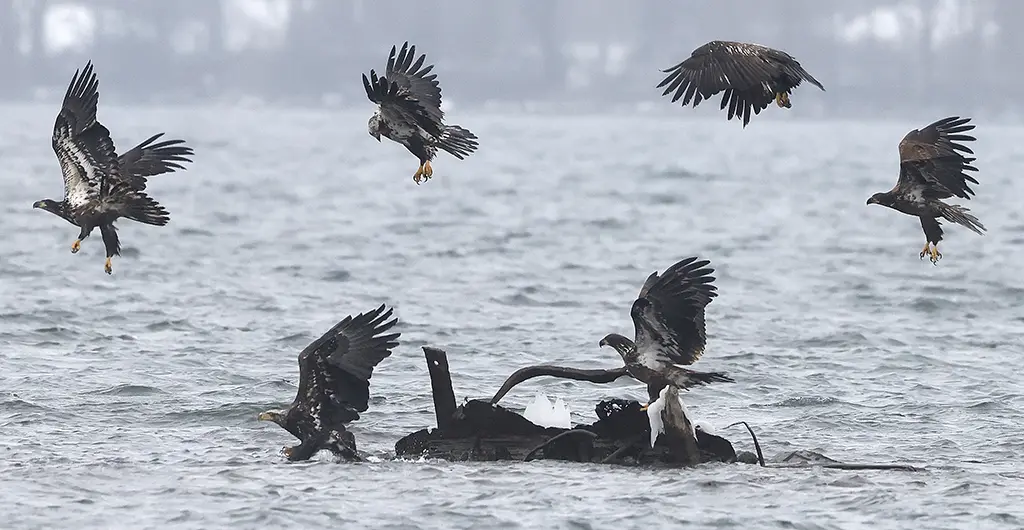 Six Juvenile Eagles
